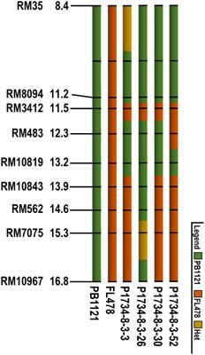 Marker Aided Incorporation of Saltol, a Major QTL Associated with Seedling Stage Salt Tolerance, into Oryza sativa ‘Pusa Basmati 1121’